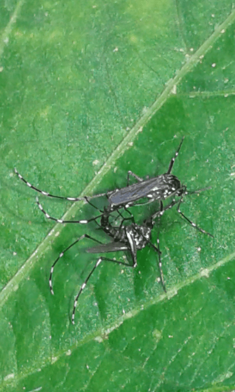 Culicidae : Aedes albopictus